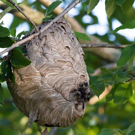 Yellow jacket nest. Things To Know About Yellow jacket nest. 